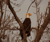 2015 12 19 Eagles 023